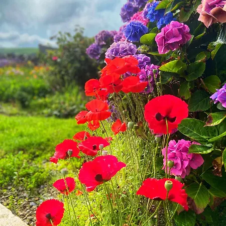 Daly's House