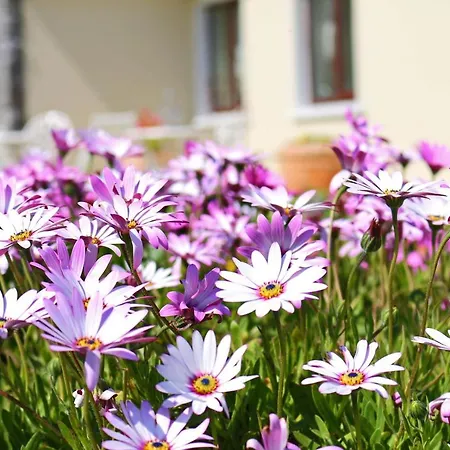 Daly's House Bed & Breakfast Doolin