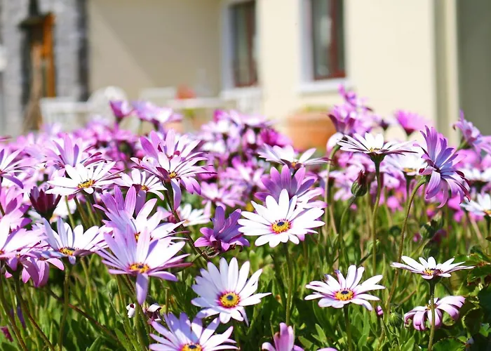 Daly's House Bed & Breakfast Doolin